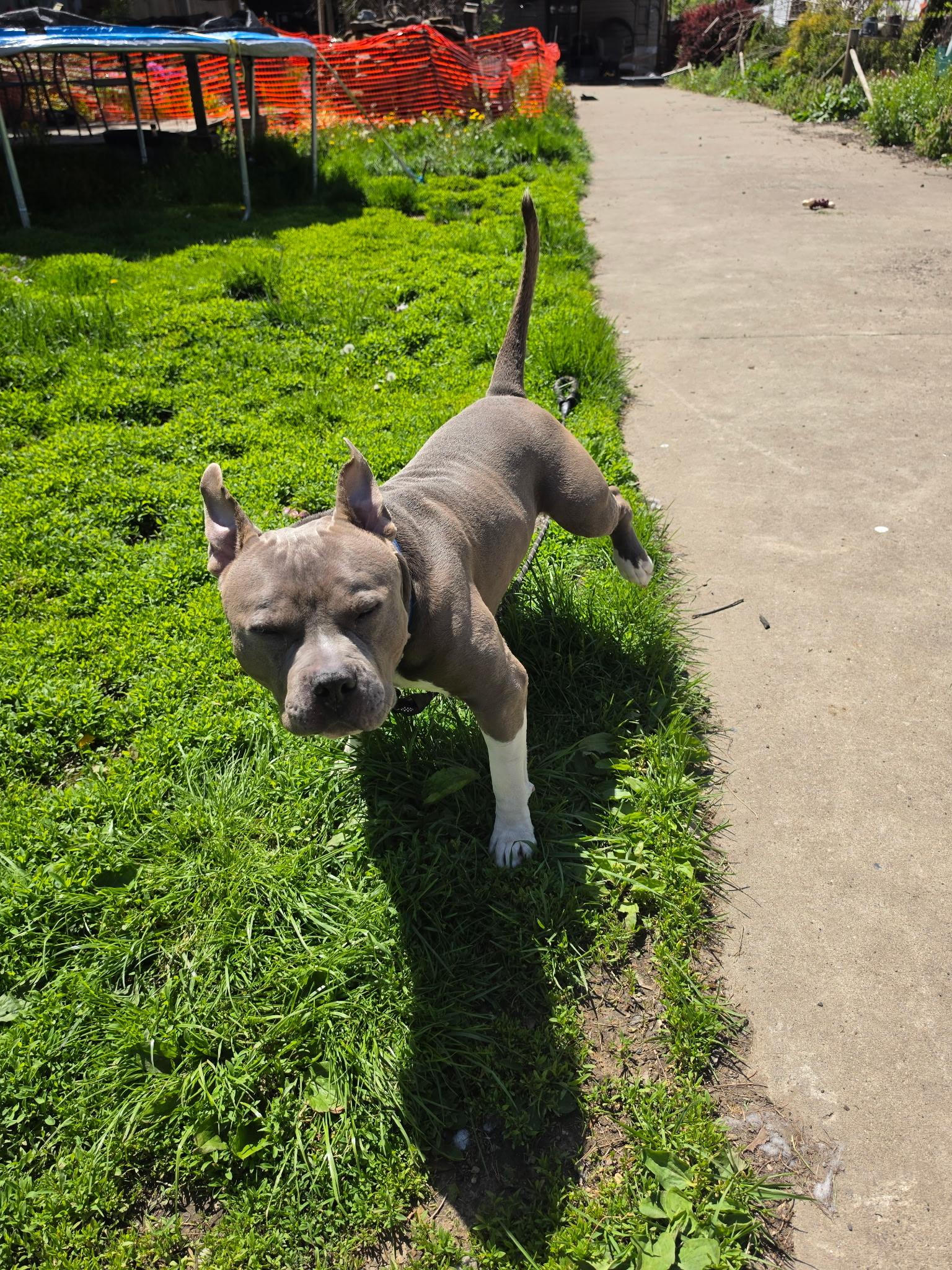 Enlarge Bluey, a Adoptable mixed breed in Larchmont, NY image 4/5