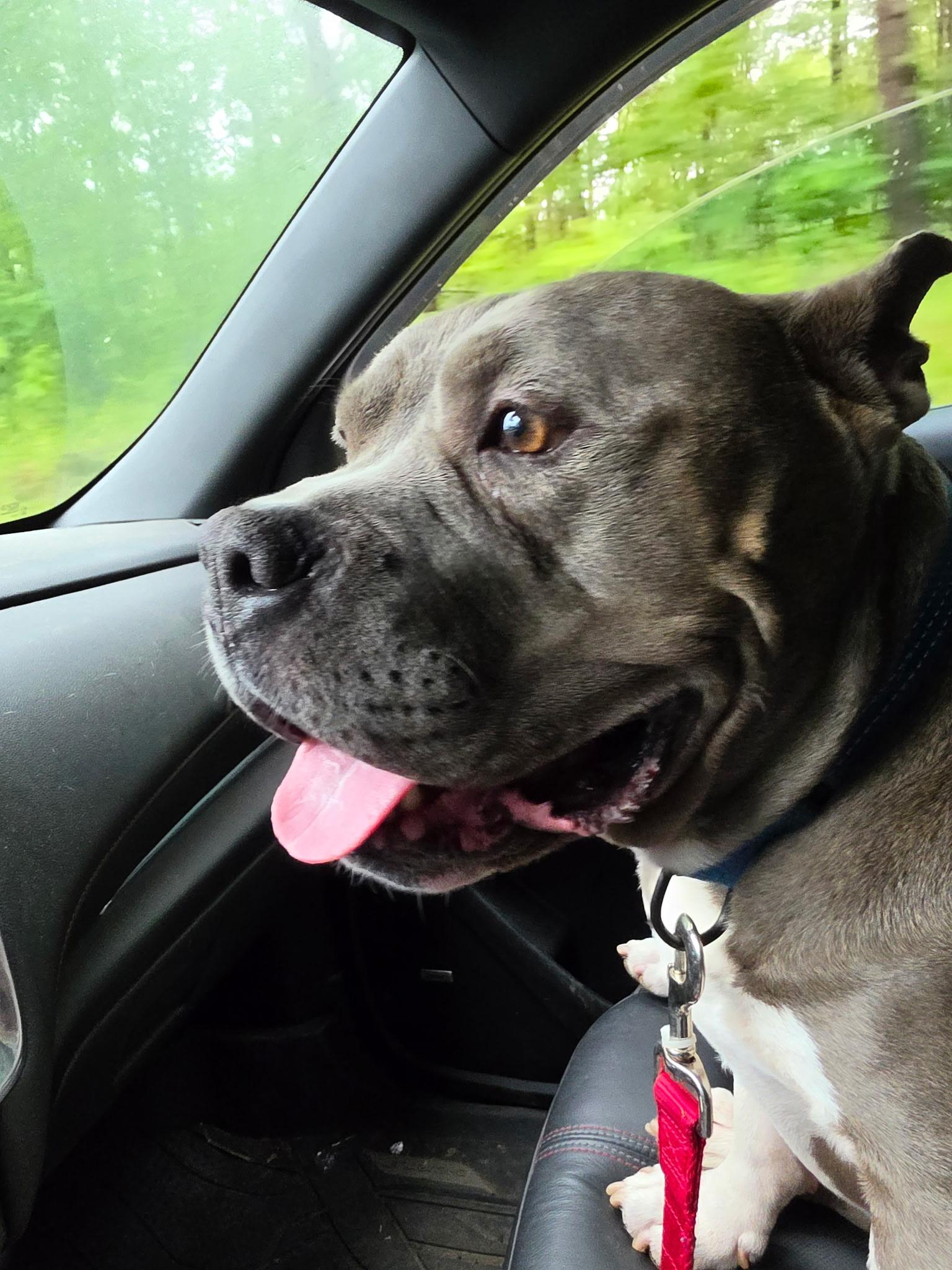 Enlarge Bluey, a Adoptable mixed breed in Larchmont, NY image 2/5