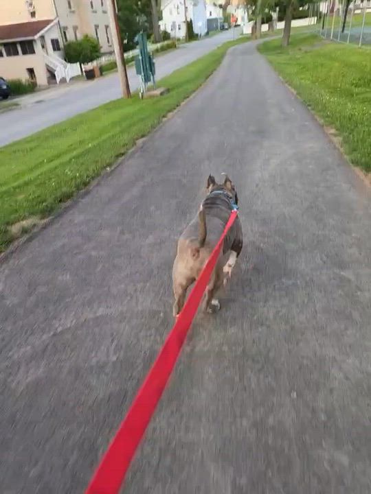 Enlarge Bluey, a Adoptable mixed breed in Larchmont, NY video 5/5