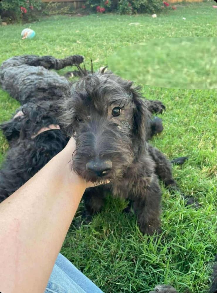 Sally, Adoptable, Puppy Female Labradoodle & Scottish Terrier.