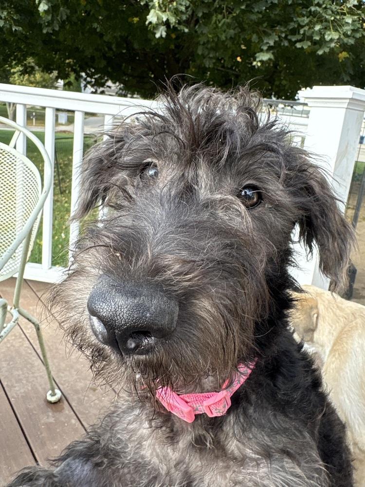 Sally, a Adoptable mixed breed in Deerfield, WI image 2/5