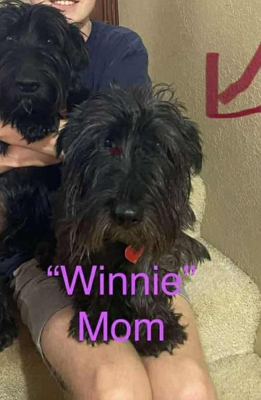 Sally, a Adoptable mixed breed in Deerfield, WI image 4/5