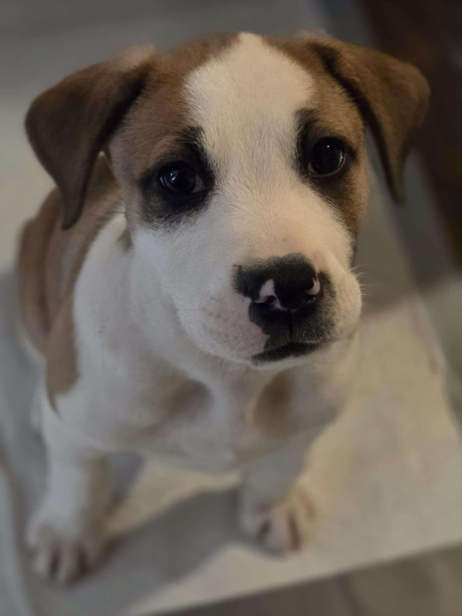 Enlarge Charlie Brown, a Adoptable Mixed Breed in Poplar Bluff, MO image 1/3