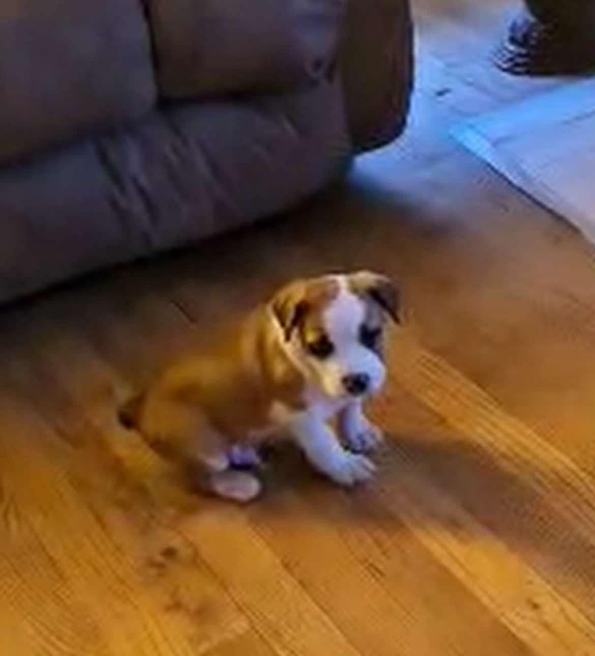 Enlarge Charlie Brown, a Adoptable Mixed Breed in Poplar Bluff, MO image 2/3