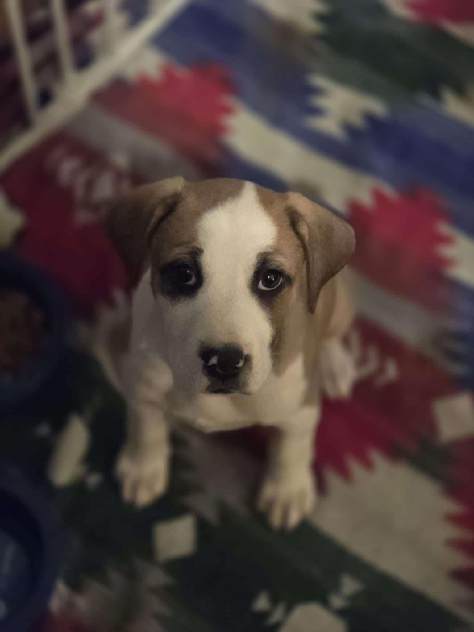 Enlarge Charlie Brown, a Adoptable Mixed Breed in Poplar Bluff, MO image 3/3