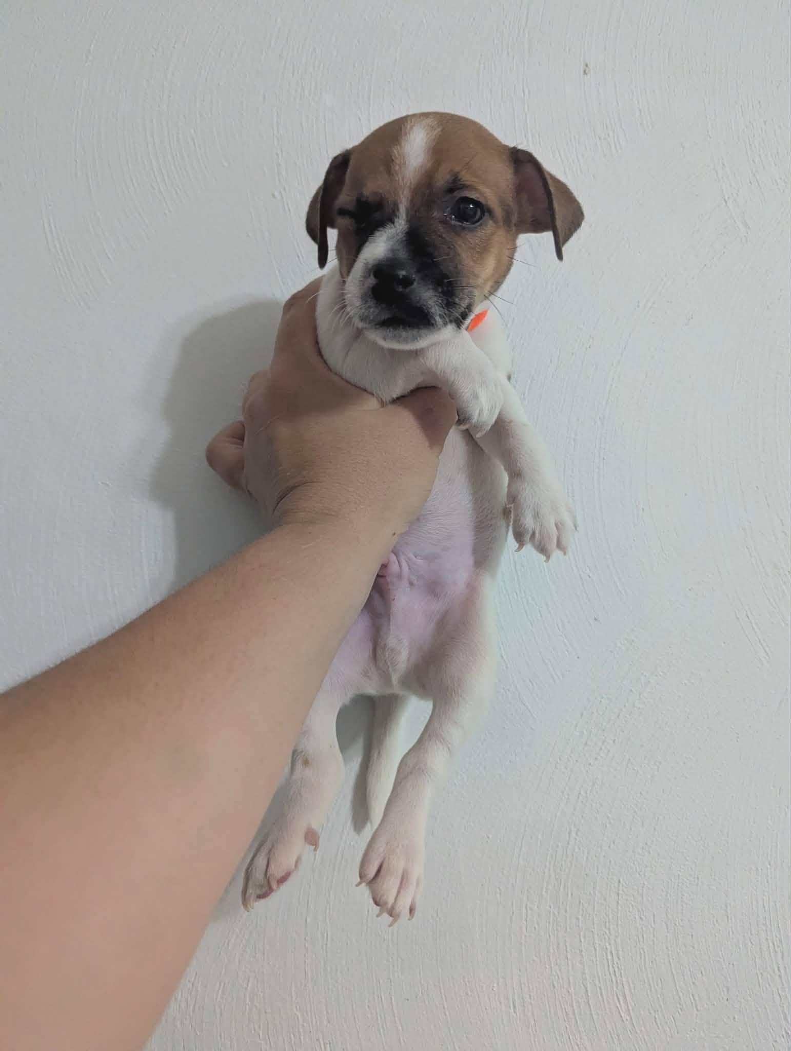 Homefries, Adoptable, Puppy Male Jack Russell Terrier.