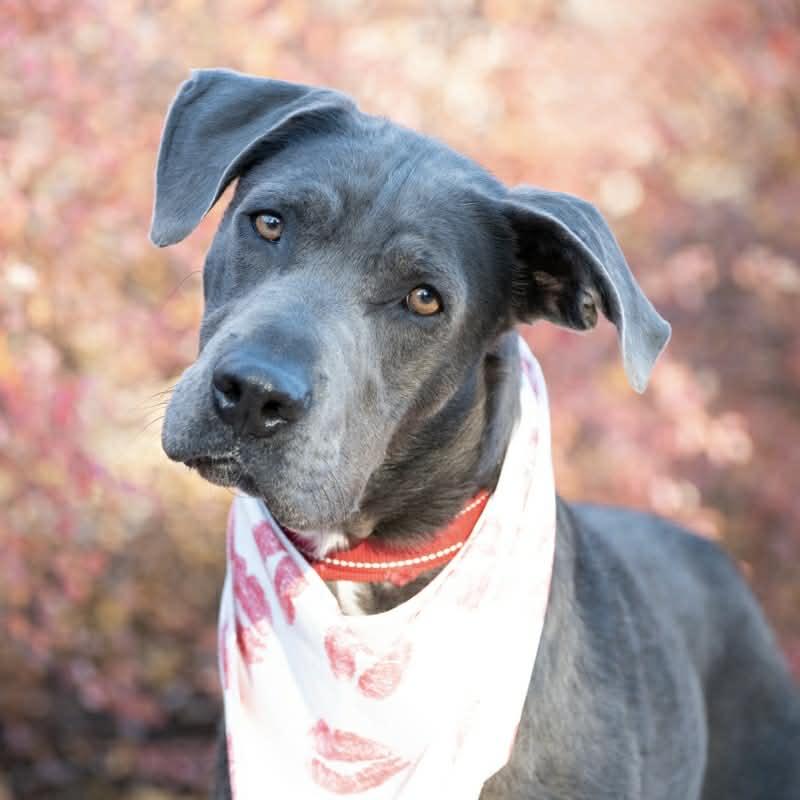 Yuki, ADOPTABLE, Young Male Weimaraner & Labrador Retriever.