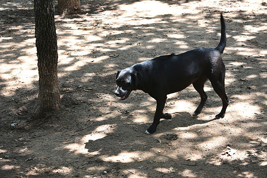 Butterfly, an adoptable Labrador Retriever & Rhodesian Ridgeback Mix in Paradise, TX_image-1