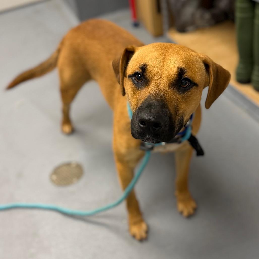 Enlarge Copper, a Adoptable Mixed Breed in Sarasota, FL image 1/6