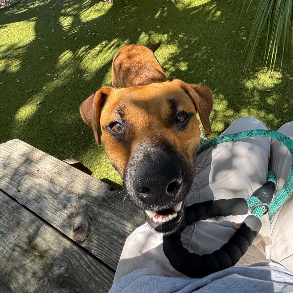 Enlarge Copper, a Adoptable Mixed Breed in Sarasota, FL image 2/6