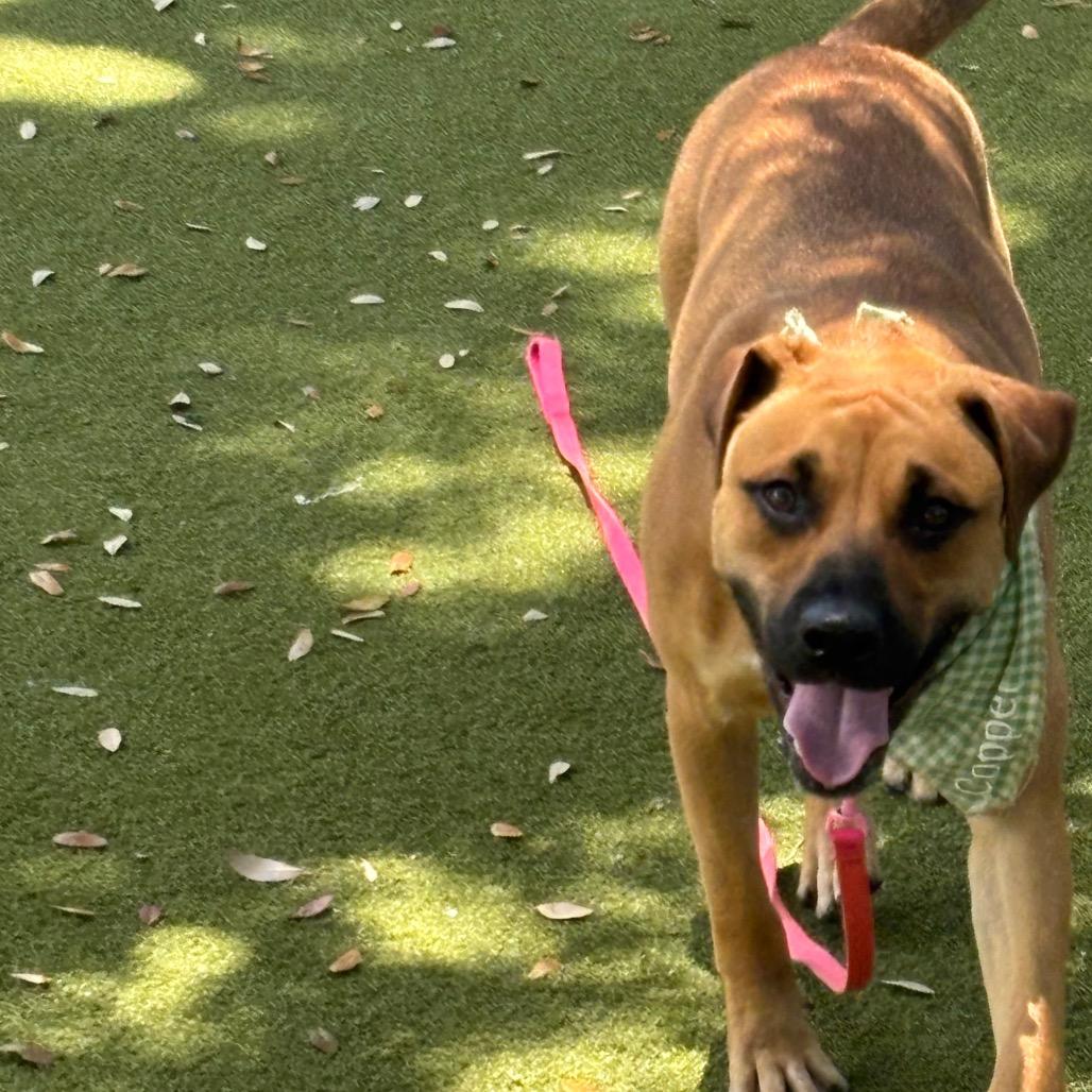 Enlarge Copper, a Adoptable Mixed Breed in Sarasota, FL image 3/6