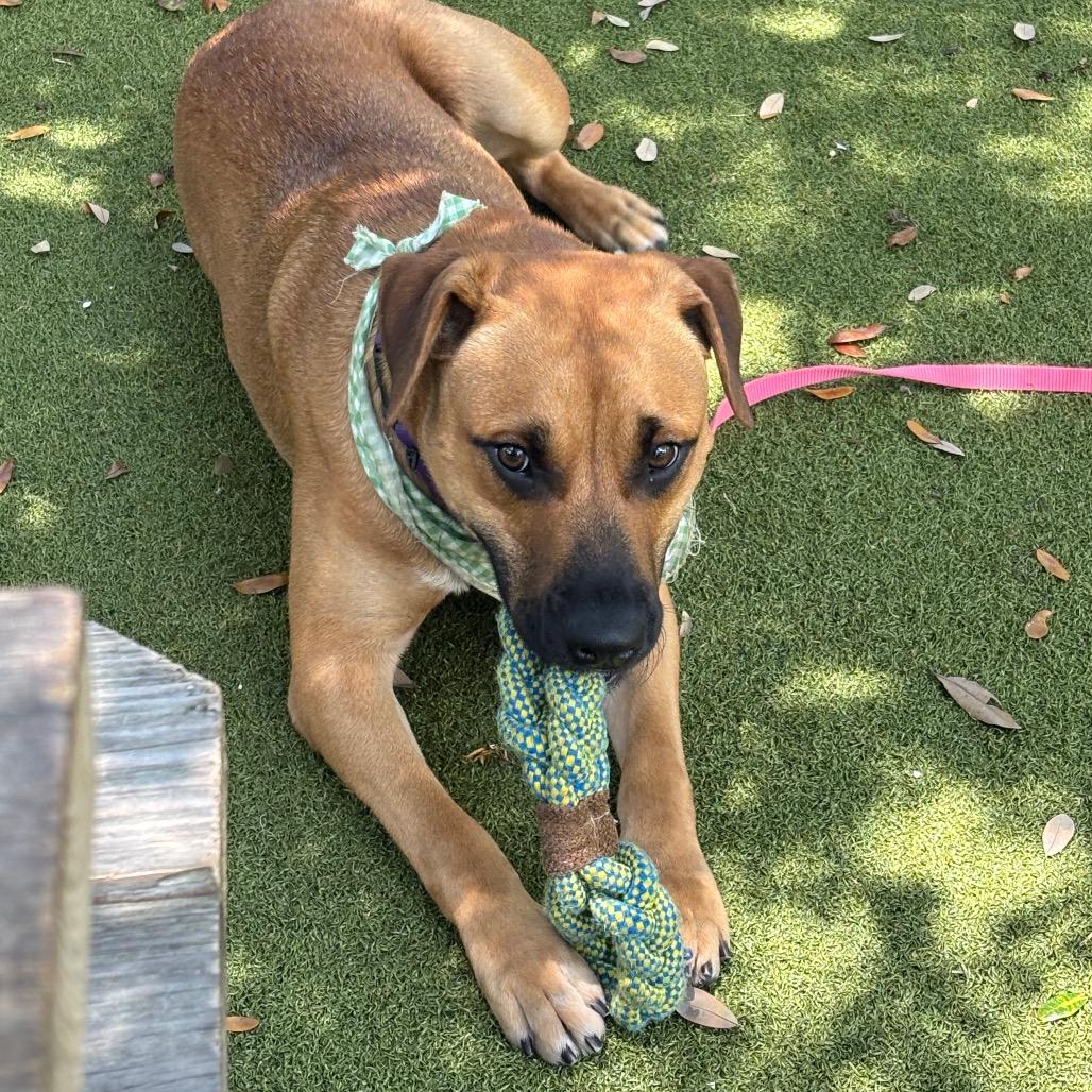 Enlarge Copper, a Adoptable Mixed Breed in Sarasota, FL image 4/6