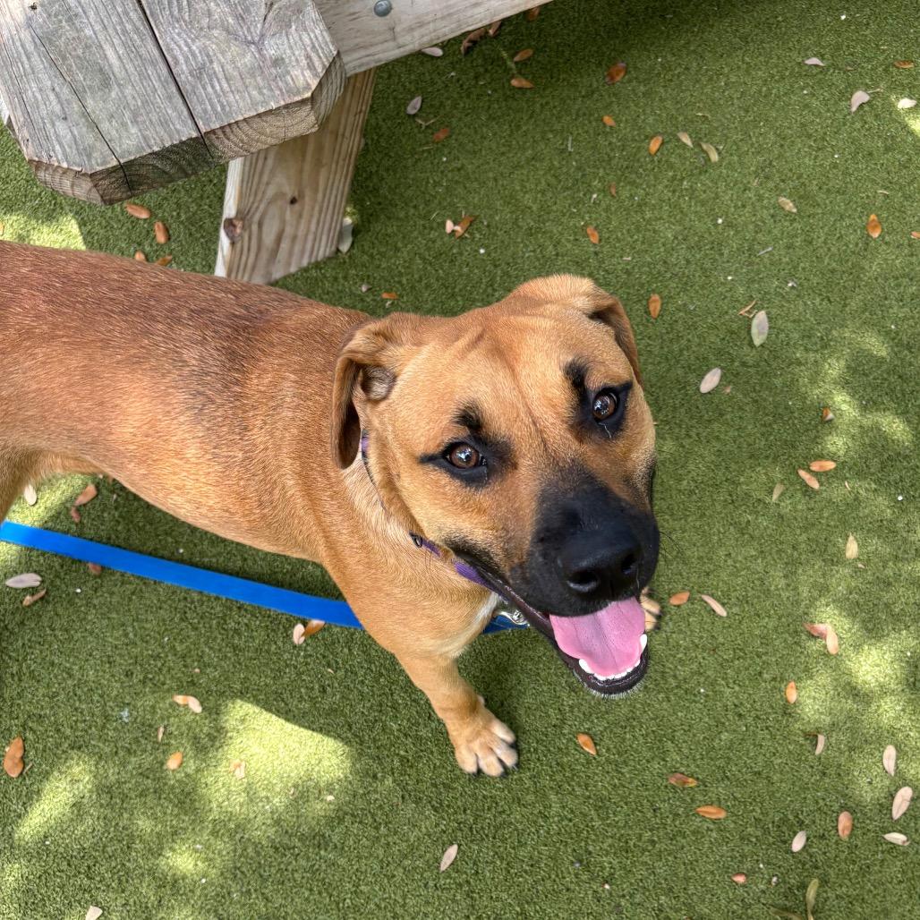 Enlarge Copper, a Adoptable Mixed Breed in Sarasota, FL image 5/6