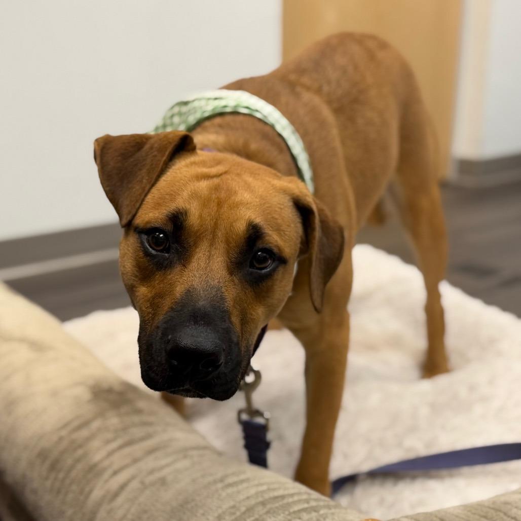 Enlarge Copper, a Adoptable Mixed Breed in Sarasota, FL image 6/6