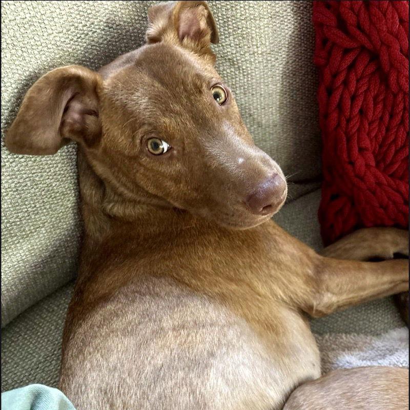 June, Adoptable, Young Female Mixed Breed.