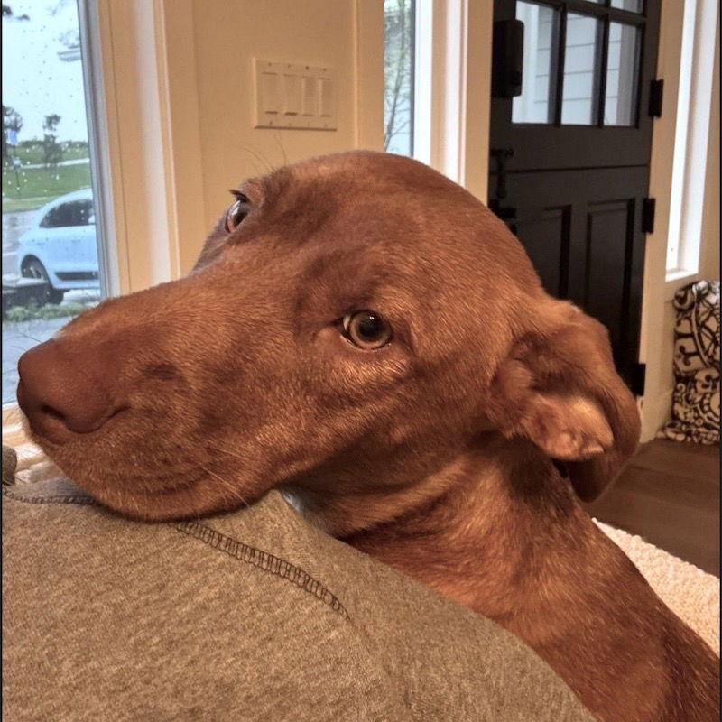 June, a Adoptable Mixed Breed in San Juan Capistrano, CA image 2/3