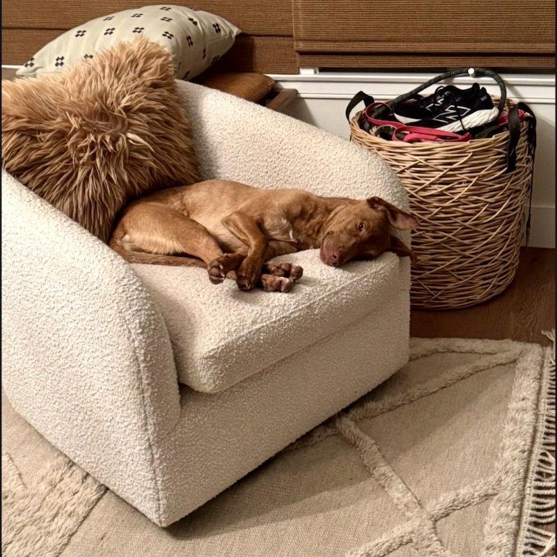 June, a Adoptable Mixed Breed in San Juan Capistrano, CA image 3/3