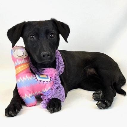 Bella, adoptable, Adult Female Black Labrador Retriever.