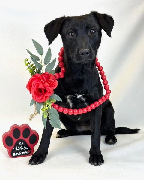 Bella, an adoptable mixed breed in Kerrville, TX image 2/2