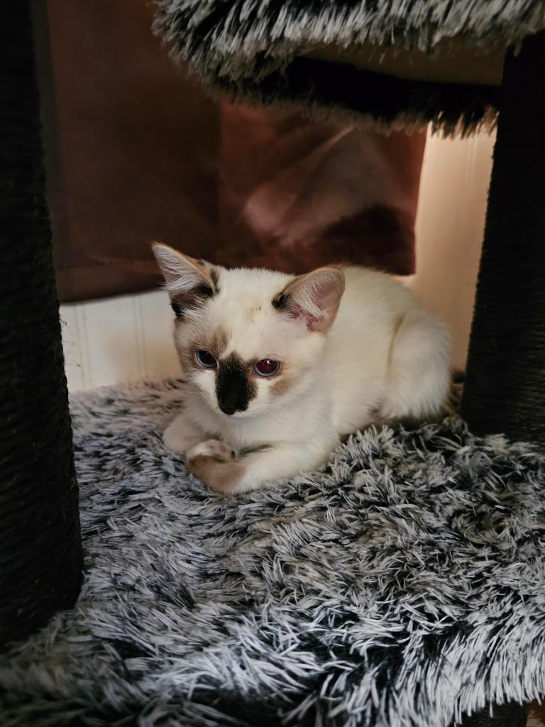 Sky Blue, Adoptable, Kitten Female Domestic Short Hair.