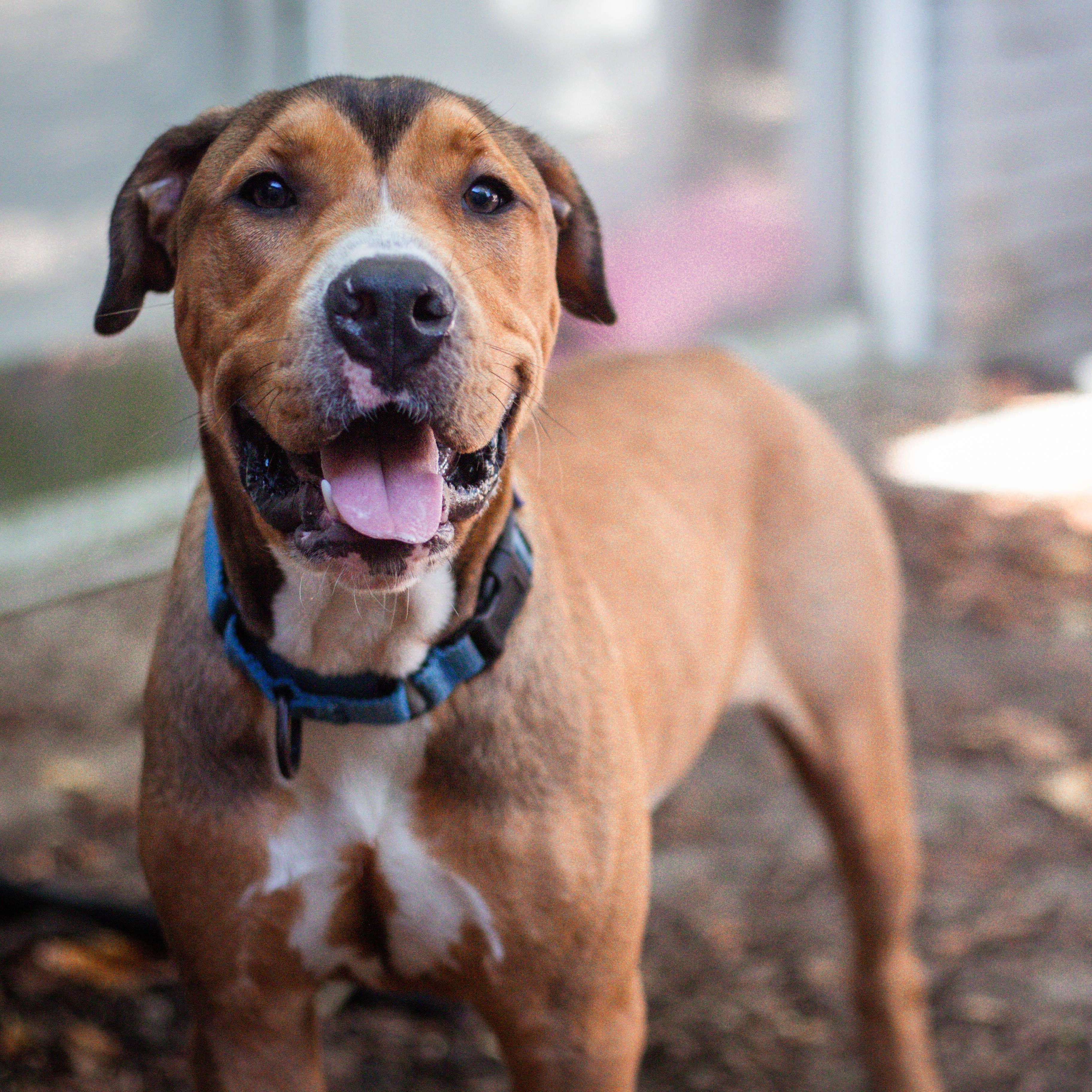 Sentry, Adoptable, Young Male Pit Bull Terrier.