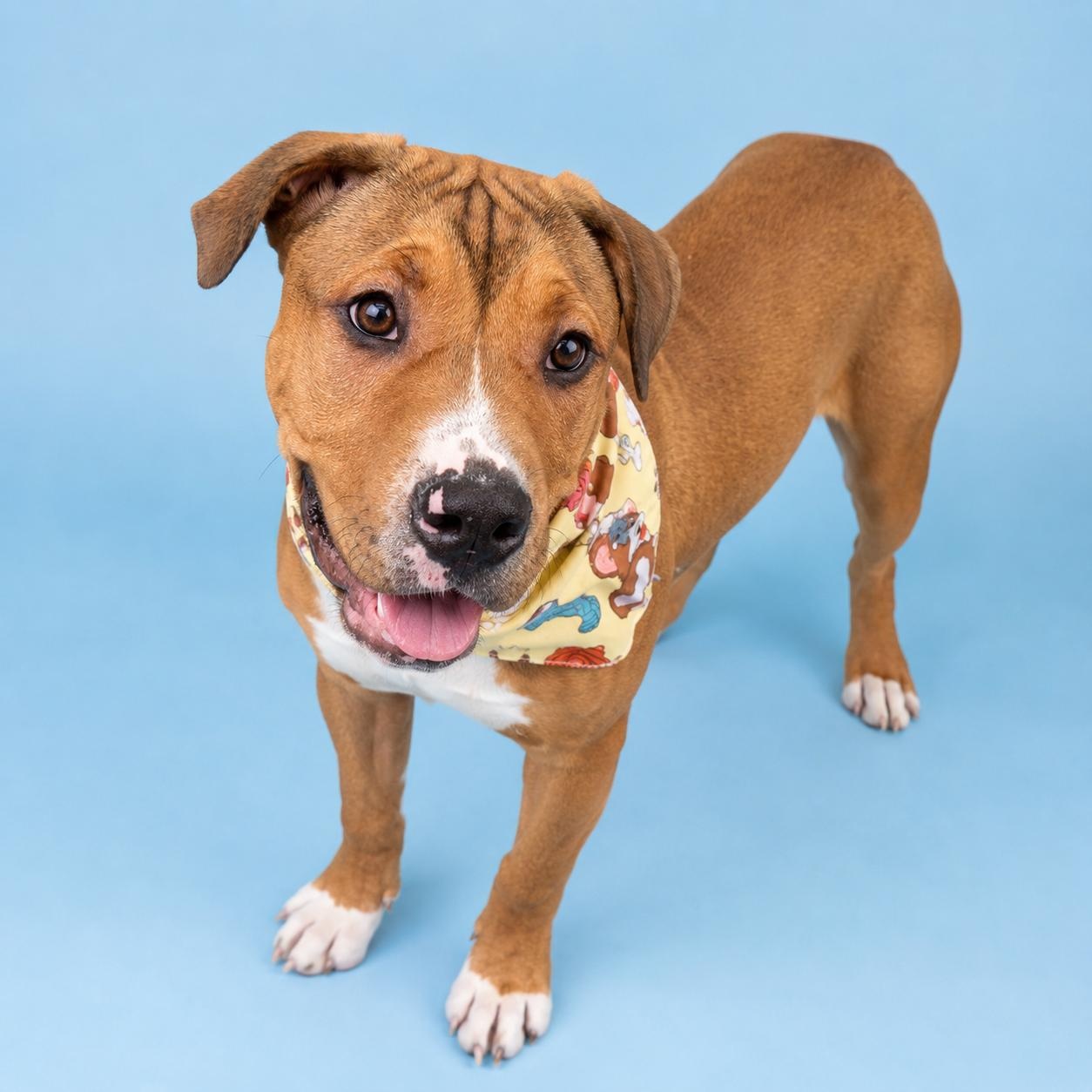 Enlarge Sentry, a Adoptable mixed breed in Benton Harbor , MI image 2/6