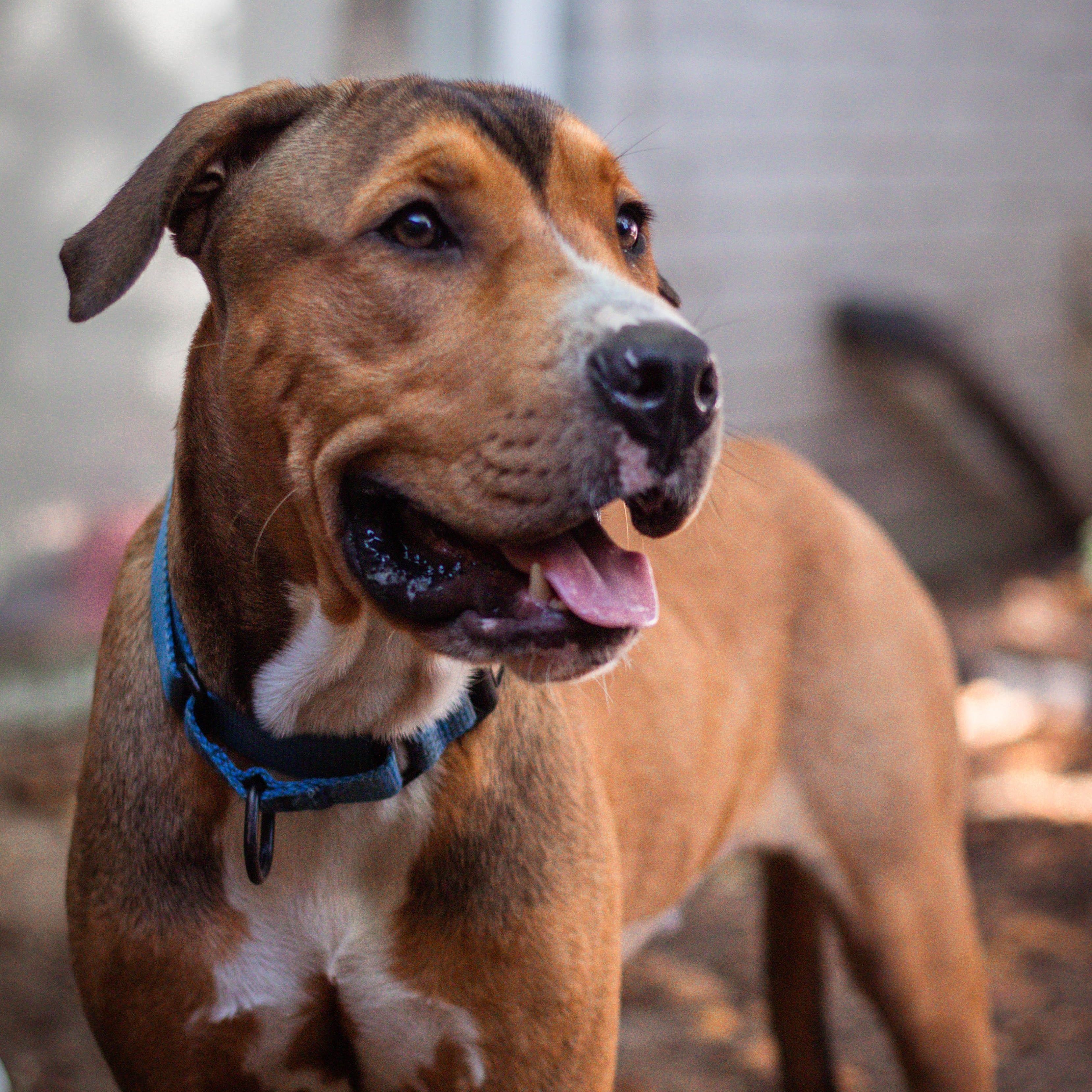 Enlarge Sentry, a Adoptable mixed breed in Benton Harbor , MI image 5/6