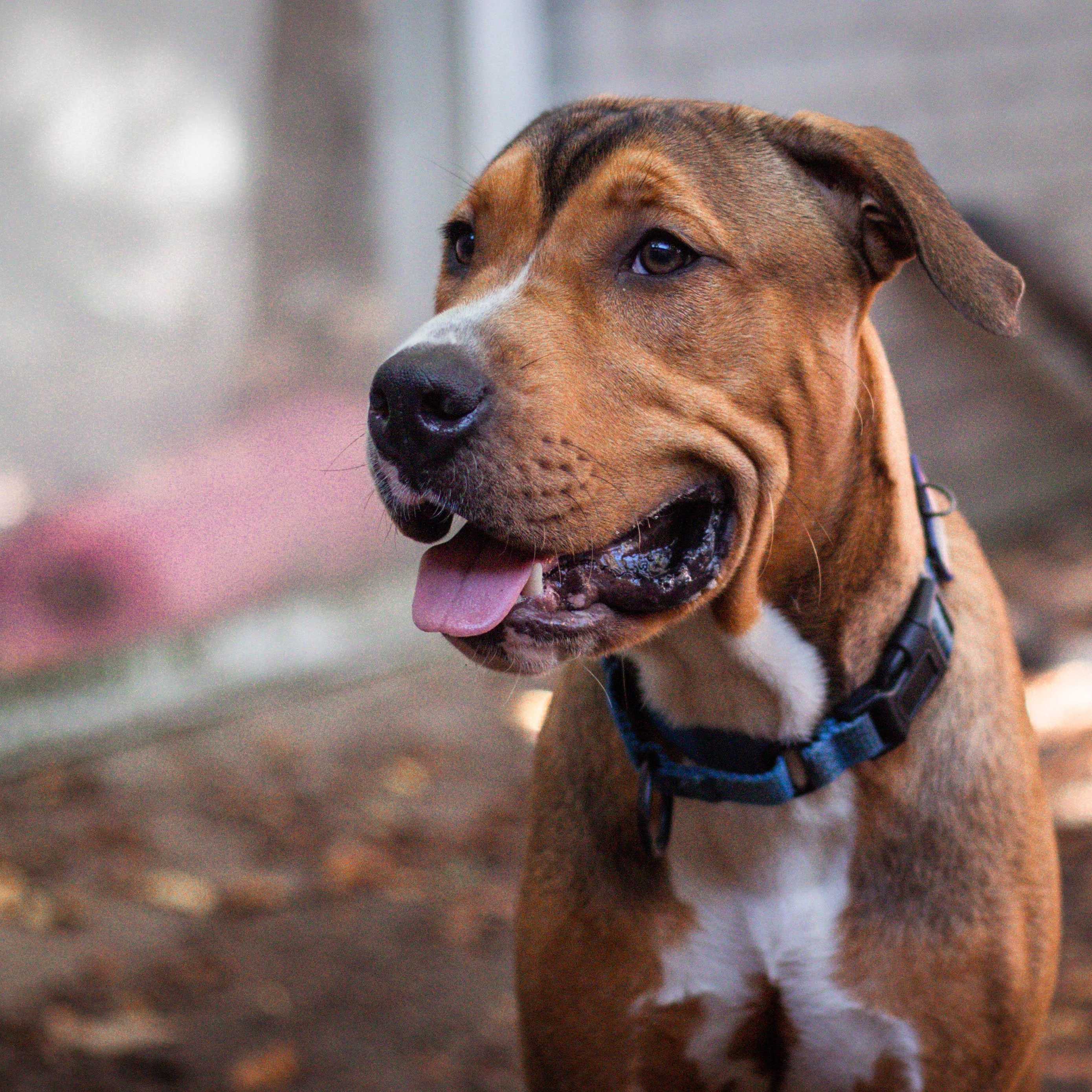 Enlarge Sentry, a Adoptable mixed breed in Benton Harbor , MI image 6/6