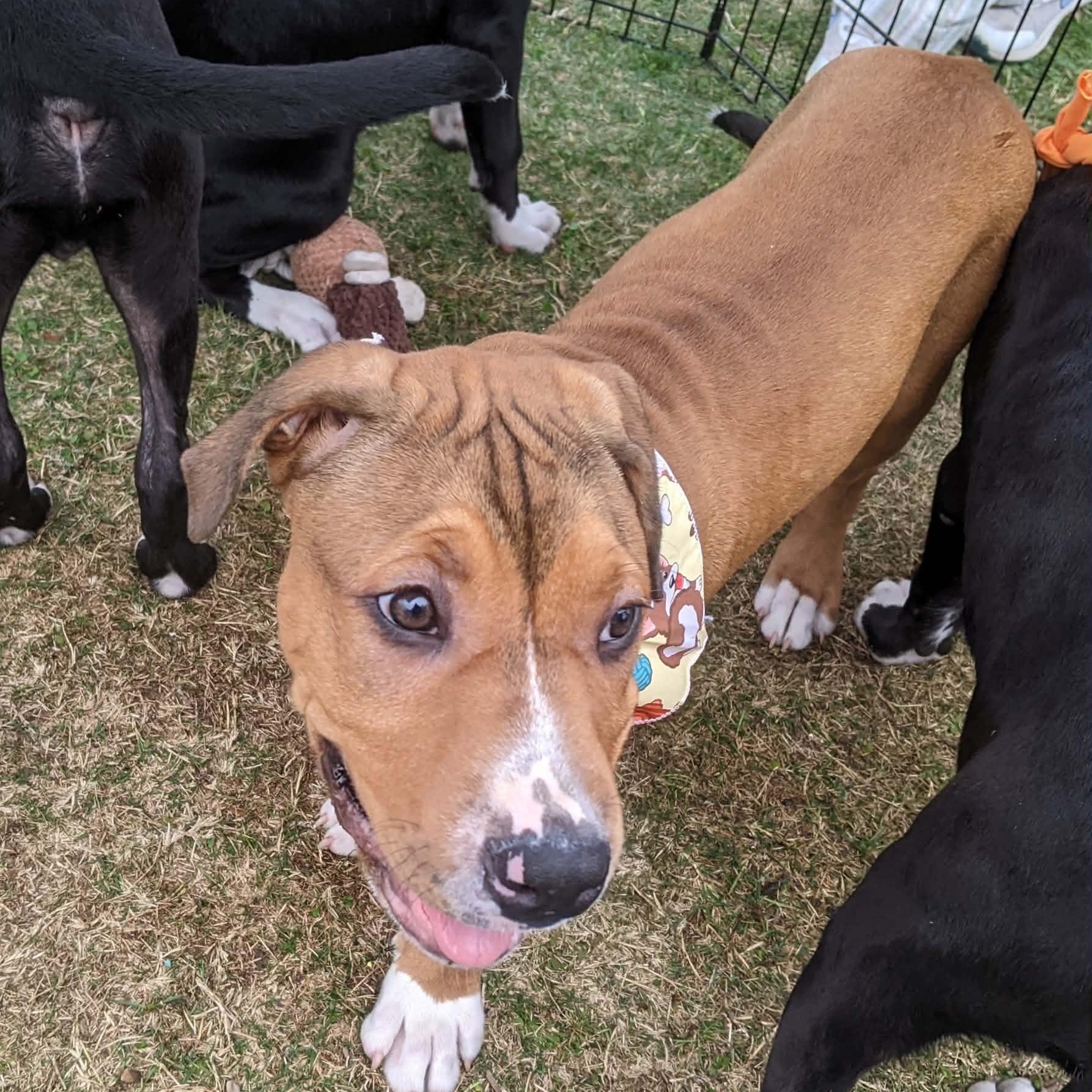 Enlarge Sentry, a Adoptable mixed breed in Benton Harbor , MI image 3/6