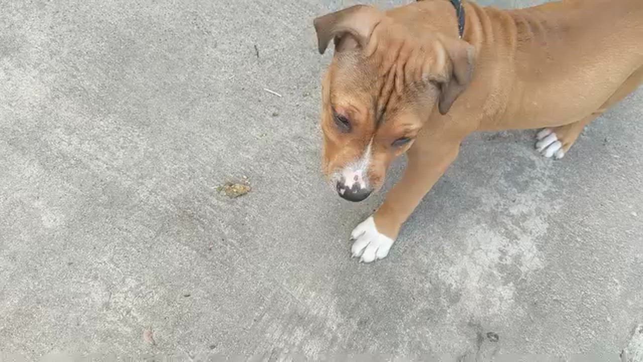 Enlarge Sentry, a Adoptable mixed breed in Benton Harbor , MI video 4/6