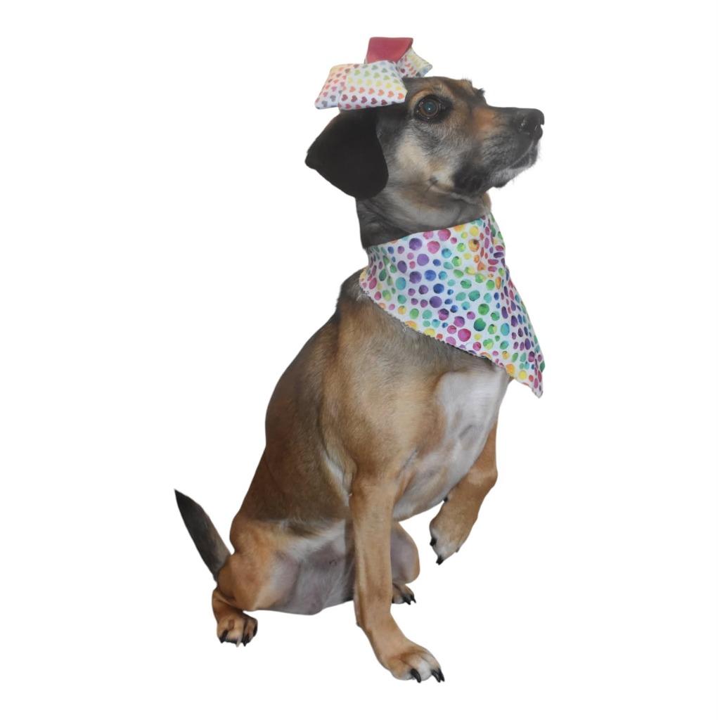 Junie, Adoptable, Adult Female Beagle.