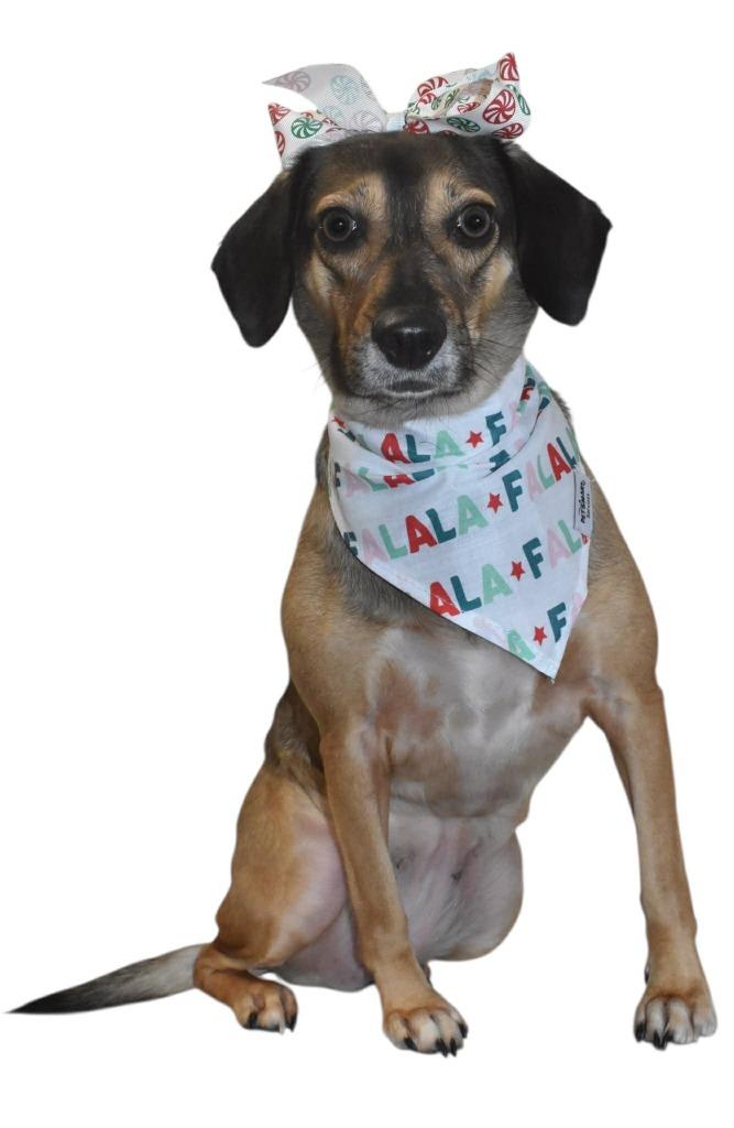 Junie, a Adoptable Beagle in Springfield, OH image 2/6