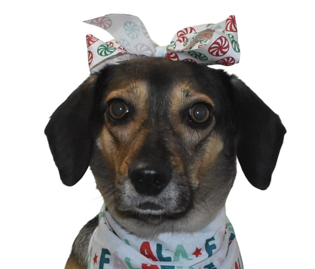 Junie, a Adoptable Beagle in Springfield, OH image 3/6