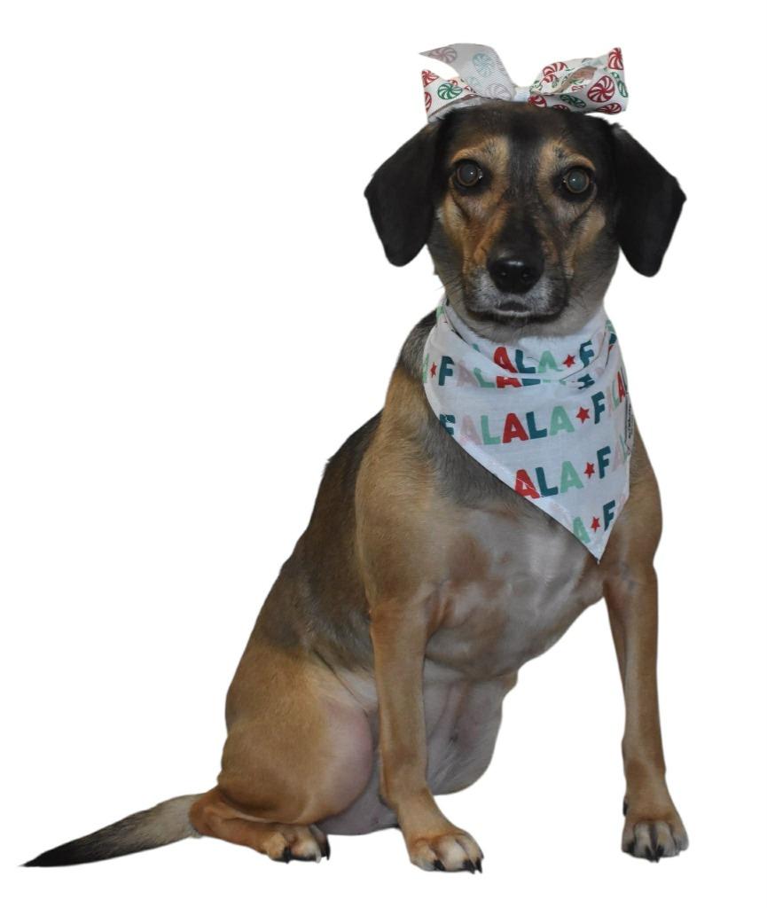 Junie, a Adoptable Beagle in Springfield, OH image 4/6