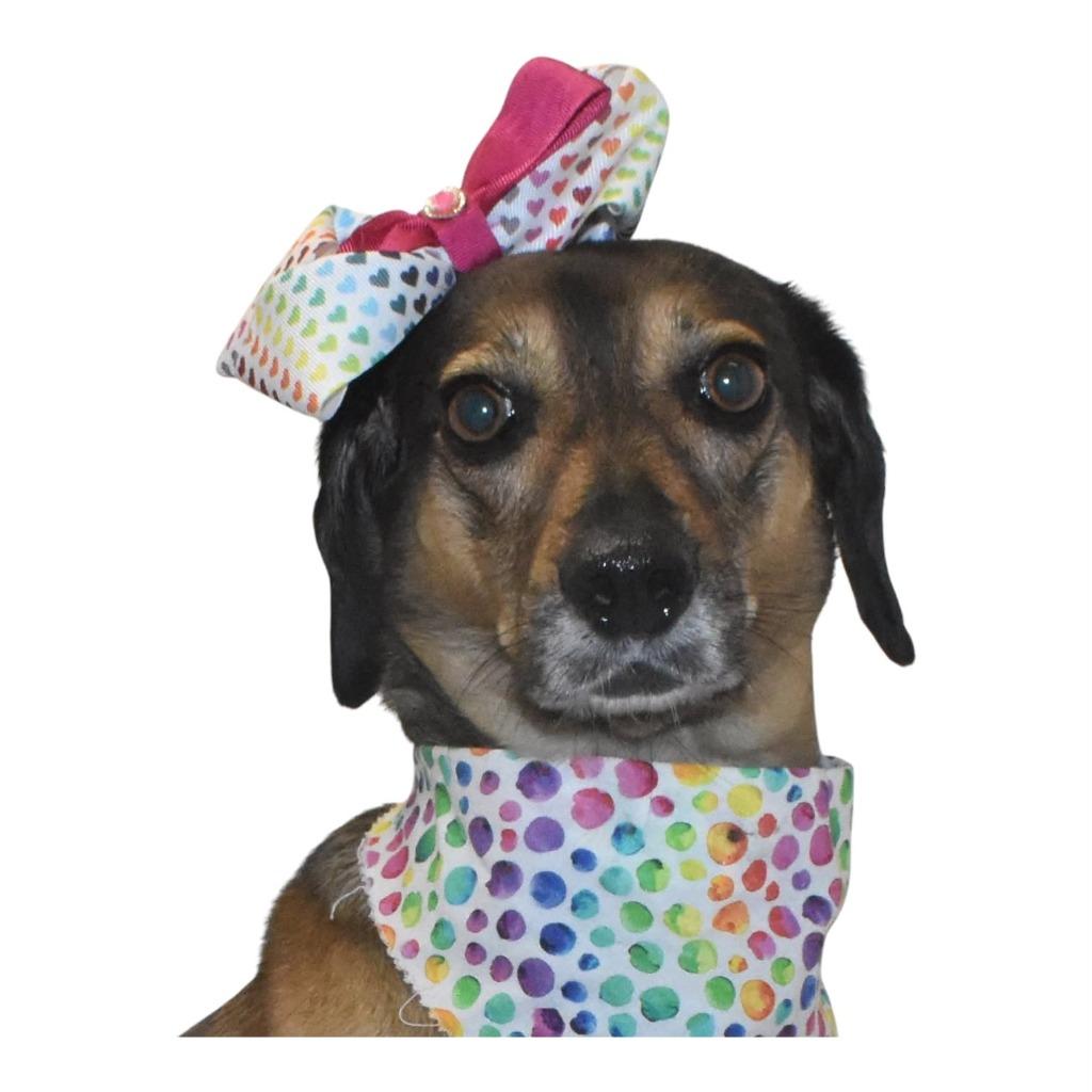 Junie, a Adoptable Beagle in Springfield, OH image 6/6