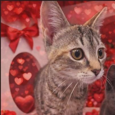 SNICKERS - FFPR, ADOPTABLE, Kitten Female Domestic Short Hair.