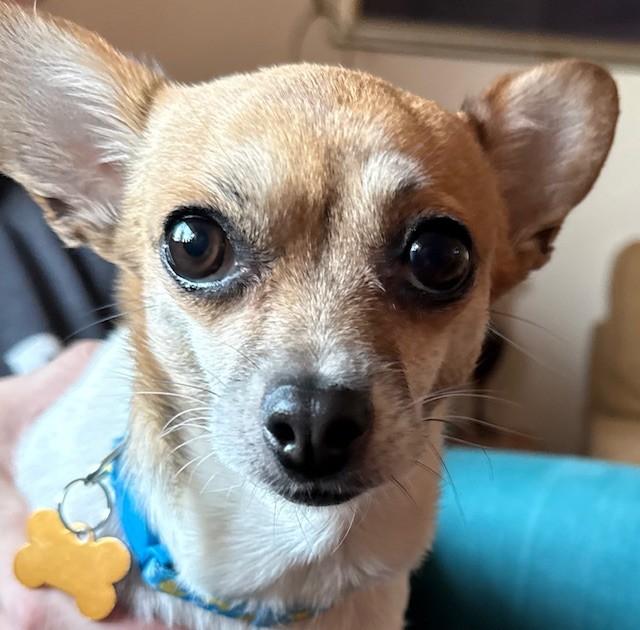 Jules, ADOPTABLE, Adult Female Chihuahua.