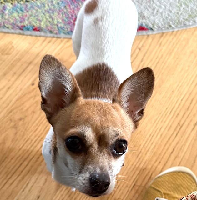 Jules, a ADOPTABLE mixed breed image 2/6