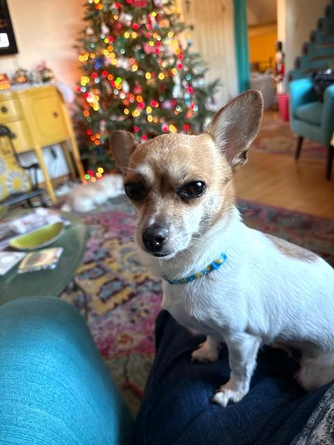 Jules, a ADOPTABLE mixed breed image 3/6