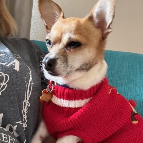 Jules, a ADOPTABLE mixed breed image 4/6