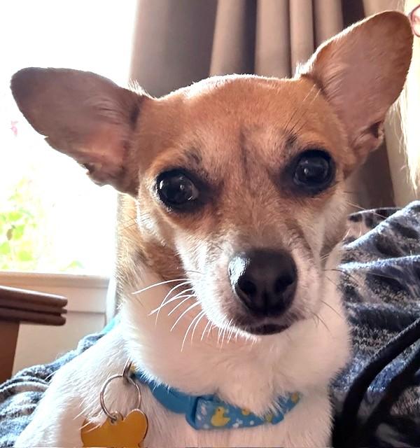 Jules, a ADOPTABLE mixed breed image 6/6