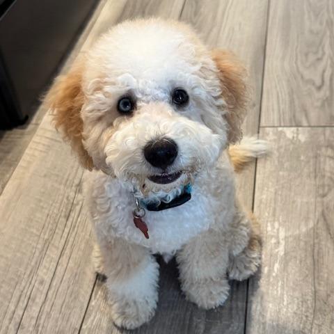 Nico, Adoptable, Puppy Male Bernese Mountain Dog & Poodle.