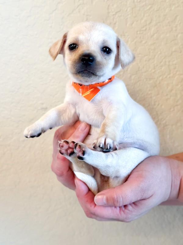 Enlarge Snowflake, a ADOPTABLE Chihuahua in Southport, CT image 3/6