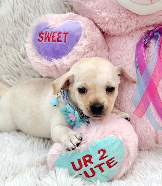 Enlarge Snowflake, a ADOPTABLE Chihuahua in Southport, CT image 1/6