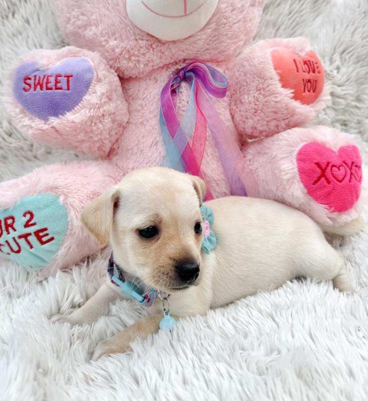 Enlarge Snowflake, a ADOPTABLE Chihuahua in Southport, CT image 2/6