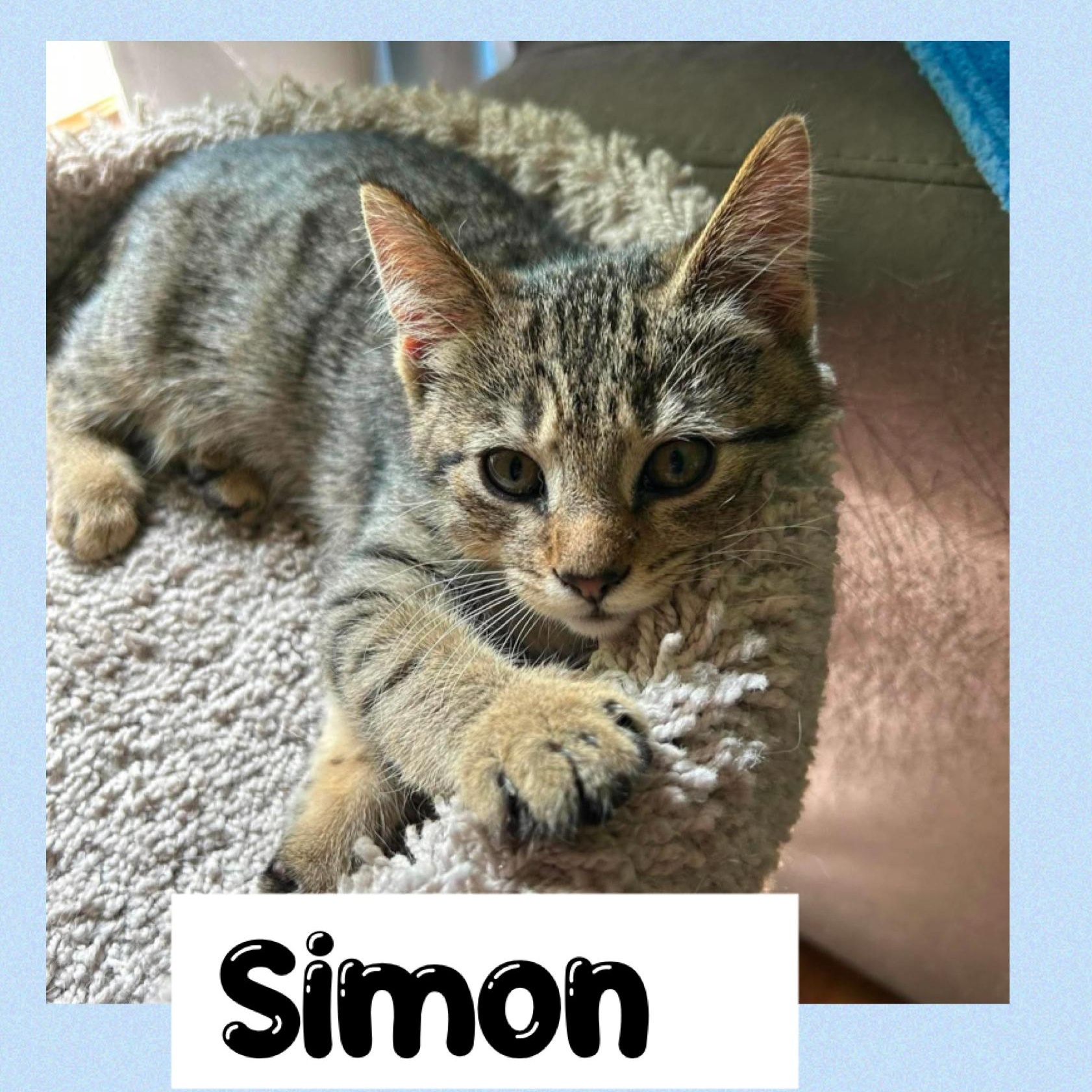 Simon, Adoptable, Young Male Domestic Short Hair.