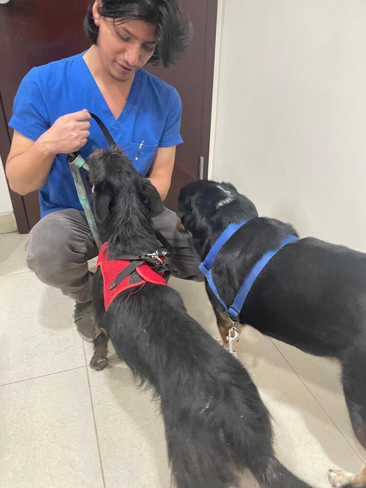 Enlarge Gordito, a Adoptable mixed breed in Gig Harbor, WA image 2/6