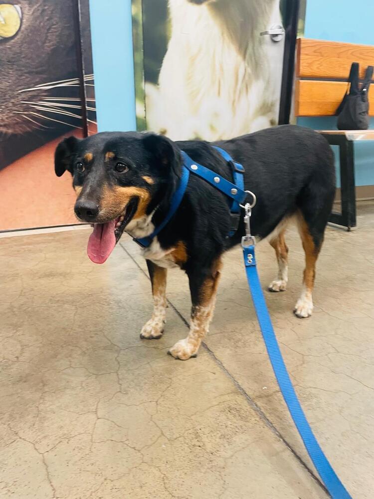 Enlarge Gordito, a Adoptable mixed breed in Gig Harbor, WA image 3/6
