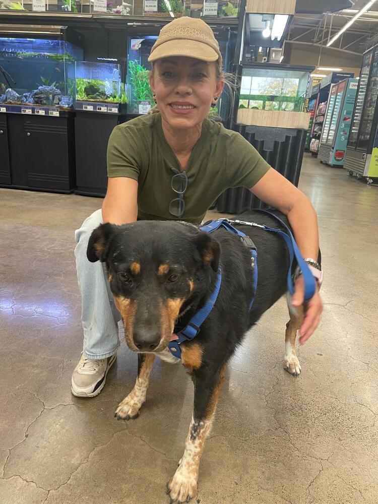 Enlarge Gordito, a Adoptable mixed breed in Gig Harbor, WA image 4/6