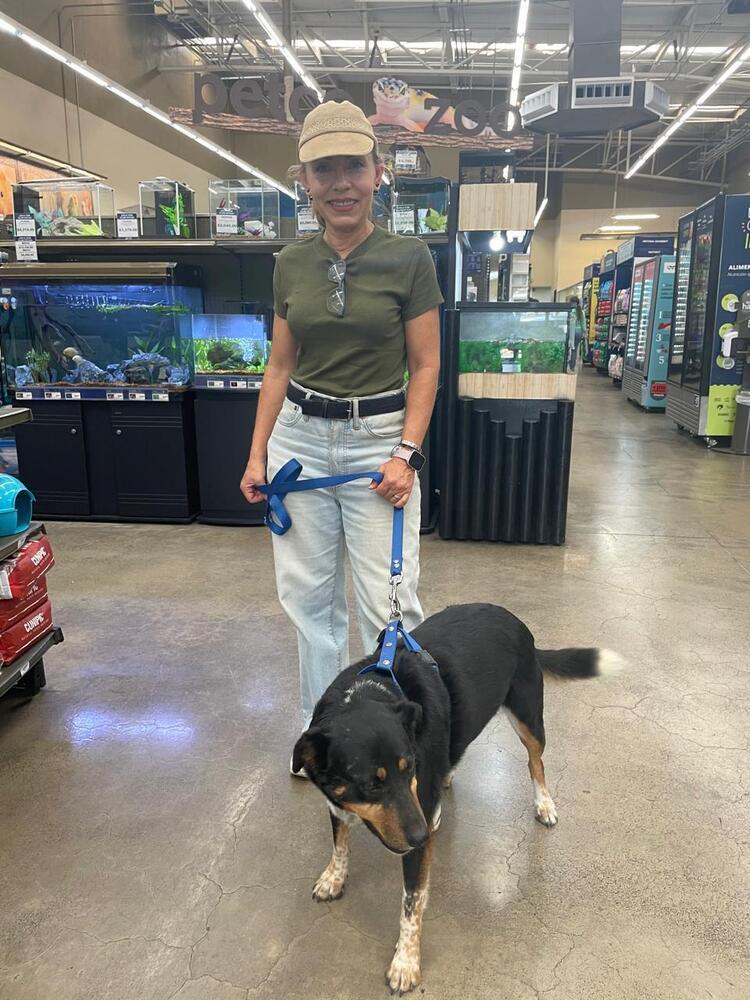 Enlarge Gordito, a Adoptable mixed breed in Gig Harbor, WA image 6/6